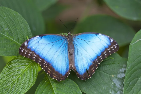 Морфо-бабочка — стоковое фото