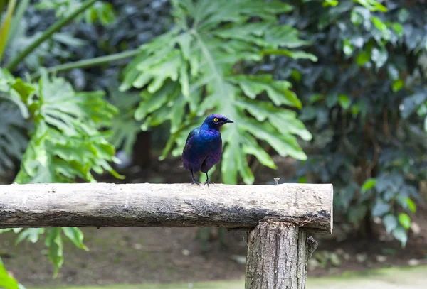 Lamprotornis purpureus — Fotografia de Stock