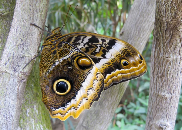 Caligo eurilochus — Stockfoto