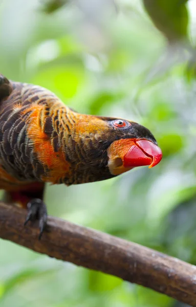 Pseudeos fuscata — Stockfoto