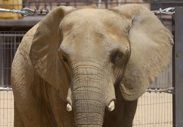 Elefante — Foto de Stock