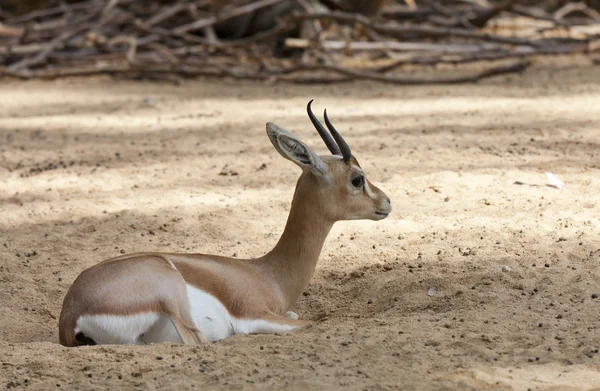 Gacela Dorcas — Foto de Stock