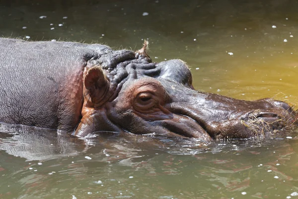 Гіпопотами — стокове фото