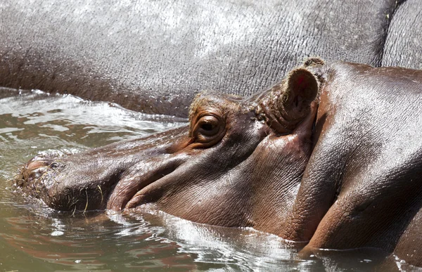 Hippos — Stock Photo, Image