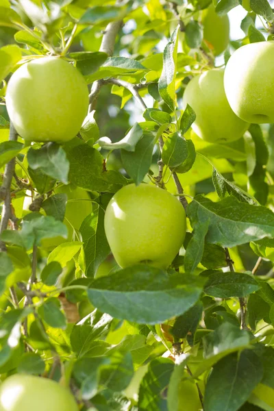 Groene appel — Stockfoto