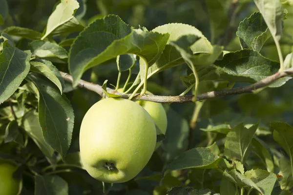 Manzana verde — Foto de Stock