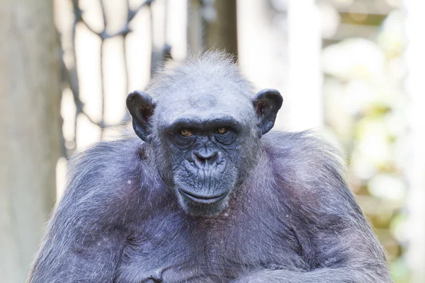 Chimpanzee — Stock Photo, Image