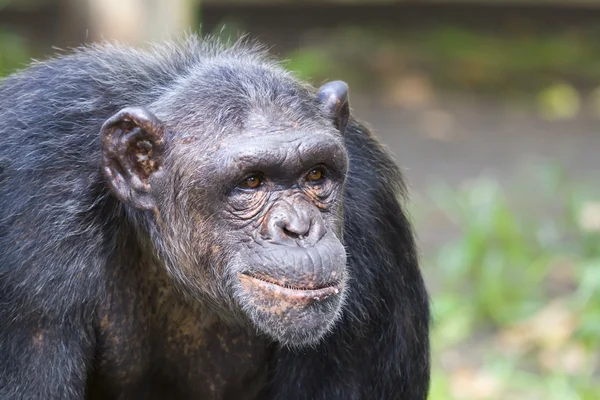 Chimpanzee — Stock Photo, Image