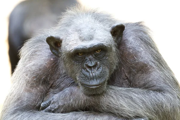 Chimpanzee — Stock Photo, Image