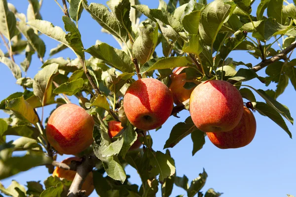 Rode appel — Stockfoto