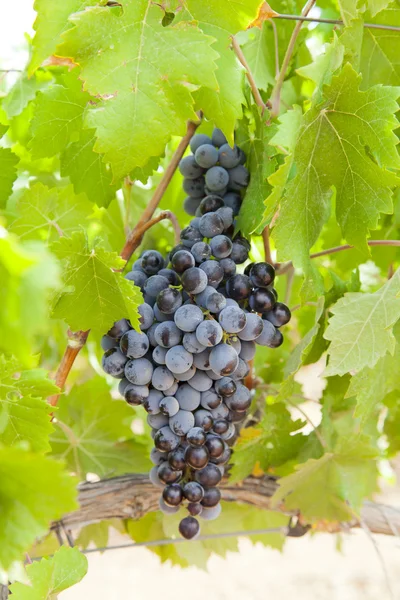 Black grapes — Stock Photo, Image