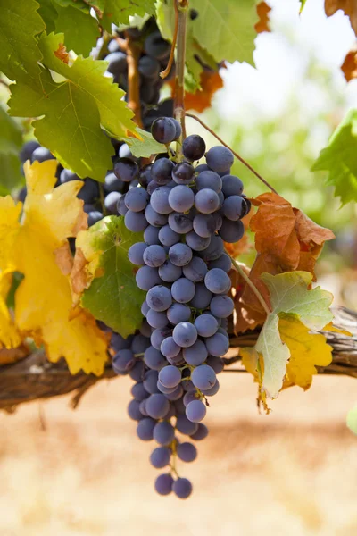 Black grapes — Stock Photo, Image