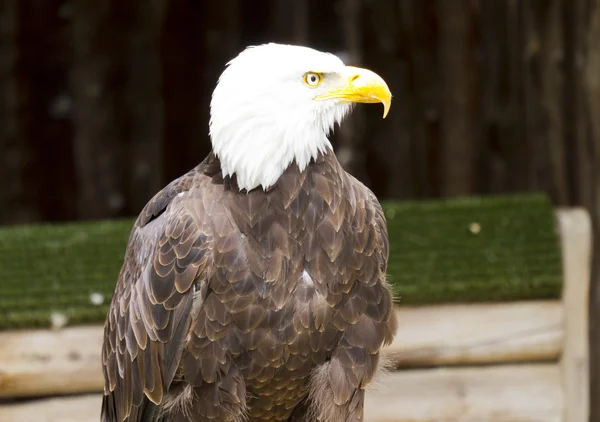 Amerikansk örn — Stockfoto