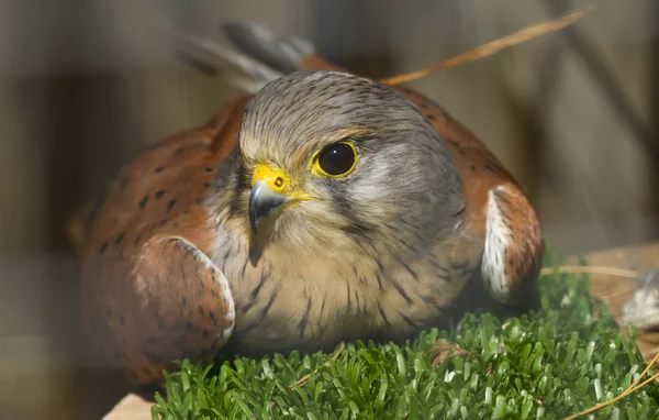 Kestrel comum — Fotografia de Stock