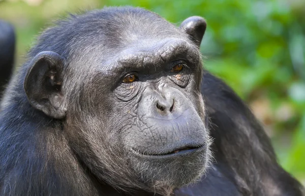 Chimpanzee — Stock Photo, Image