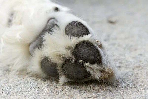 Hand of Dog — Stock Photo, Image