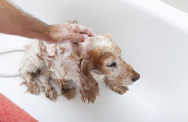 bir köpek için banyo