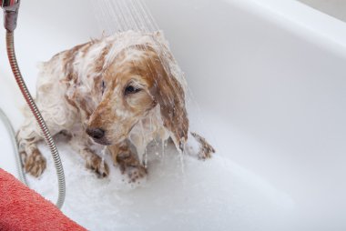 bir köpek için banyo