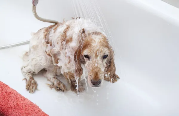 Banheiro a um cão — Fotografia de Stock