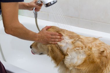bir köpek için banyo
