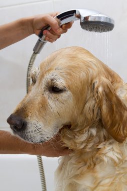 bir köpek için banyo