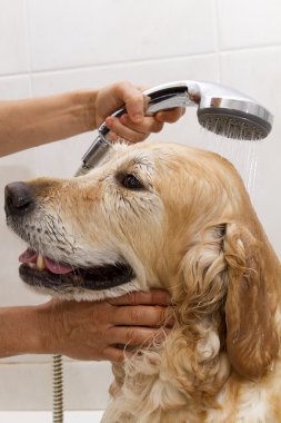 bir köpek için banyo