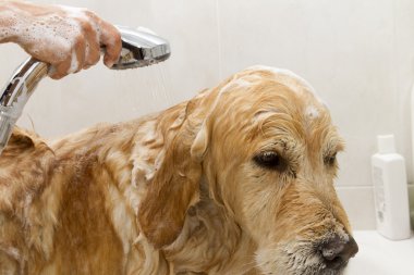 bir köpek için banyo