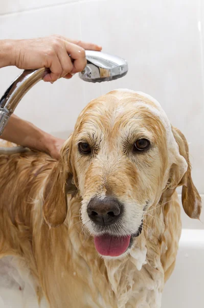 Badkamer om een hond — Stockfoto