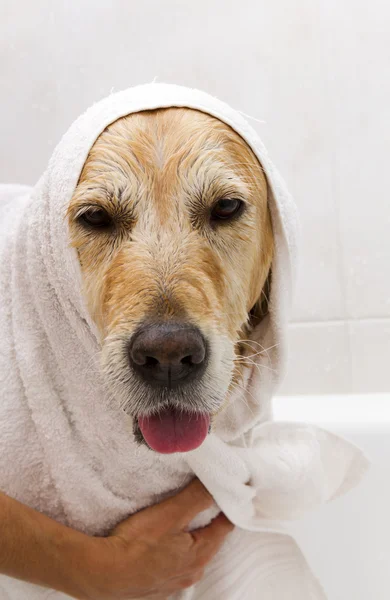 Bagno a un cane — Foto Stock