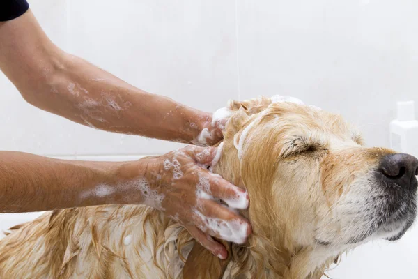 Μπάνιο σε ένα σκυλί Royalty Free Φωτογραφίες Αρχείου