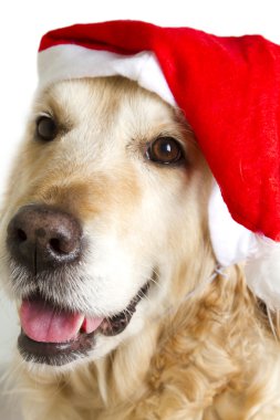 Noel Baba gibi giyinmiş köpek