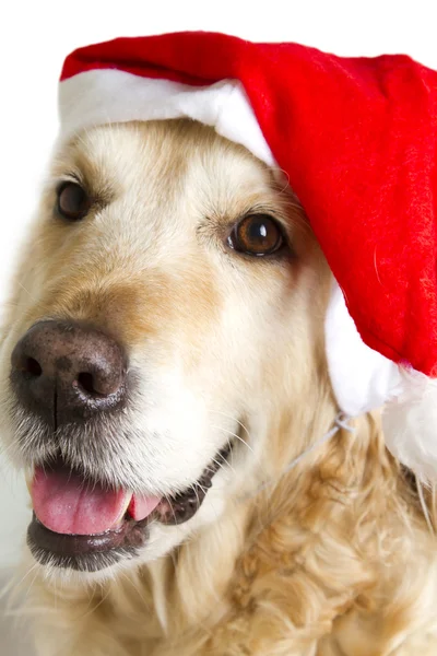 Perro vestido de santa claus — Foto de Stock