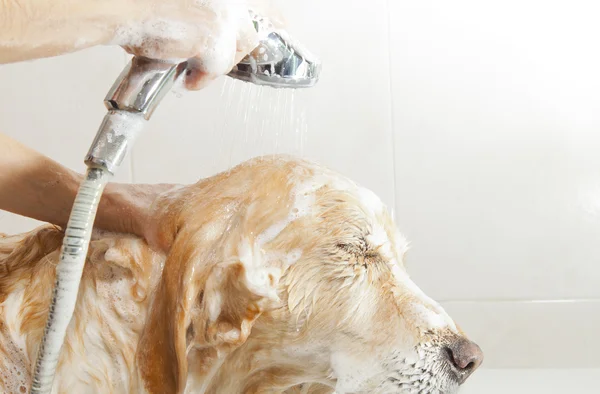 Μπάνιο σε ένα σκυλί — Φωτογραφία Αρχείου