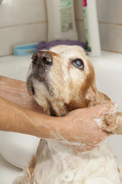 Salle de bain à un chien — Photo