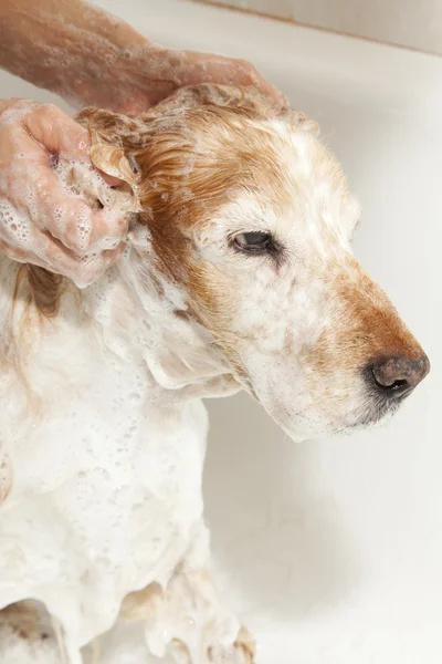 Bathroom to a dog — Stock Photo, Image