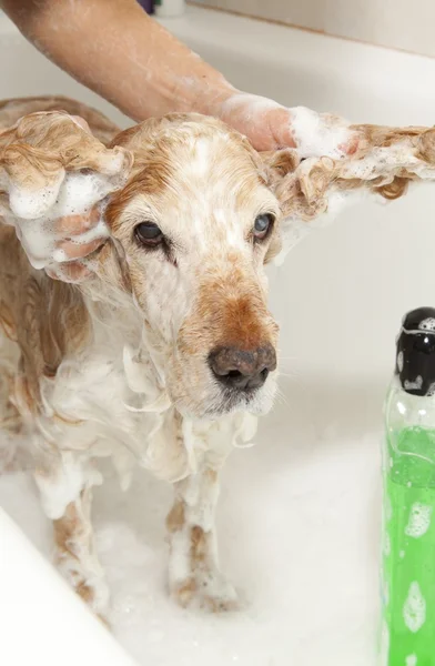 Banheiro a um cão — Fotografia de Stock