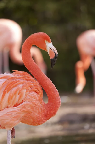 Amerykański flamingo — Zdjęcie stockowe