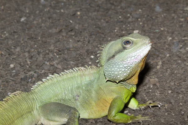 Leguaan — Stockfoto