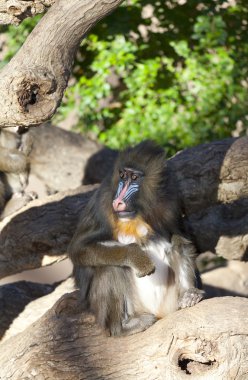 mandrillus Sfenks