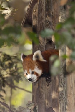 Kızıl panda