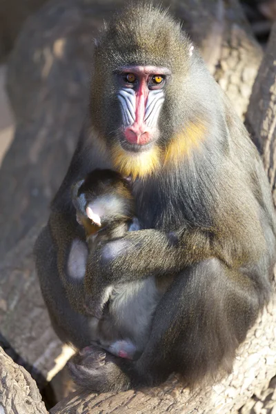 Mandrillus sphinx — Stock Photo, Image