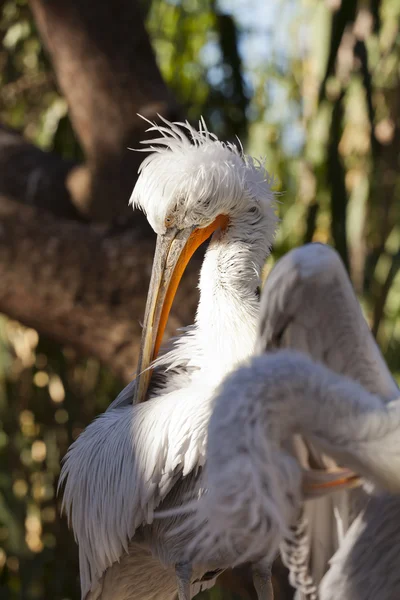 Pelicano — Stock Photo, Image