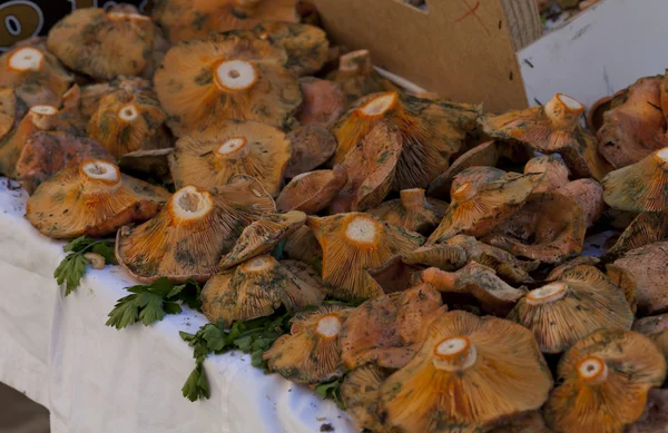 Chanterelles — Stok fotoğraf