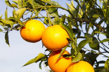 Valencia portakal ağaçları