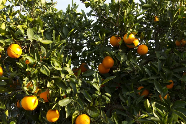 Valencia oranžové stromy — Stock fotografie