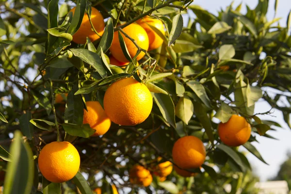 Valencia oranžové stromy — Stock fotografie