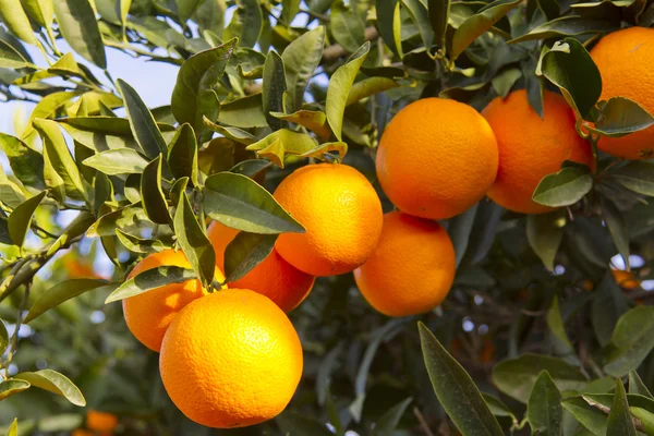발렌시아 오렌지 나무 — 스톡 사진