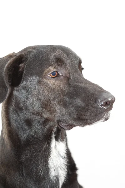 Close-up of a dog — Stock Photo, Image