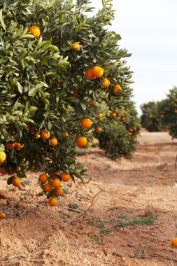 Valencia portakal ağaçları