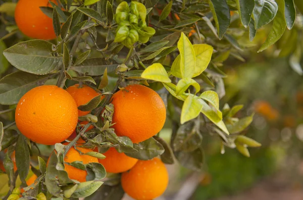 Valencia appelsiinipuut — kuvapankkivalokuva